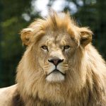 28-02-17-male-lion-majes-tic13053