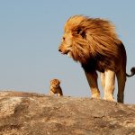 28-02-17-male-lion-with--cub11448