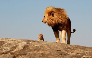 28-02-17-male-lion-with--cub11448