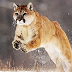 28-02-17-mountain-lion-j-umping14925