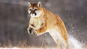 28-02-17-mountain-lion-j-umping14925