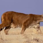 28-02-17-mountain-lion-w-allpaper8320