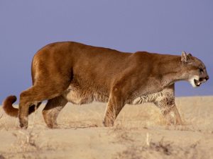 28-02-17-mountain-lion-w-allpaper8320