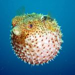 28-02-17-puffer-fish14338