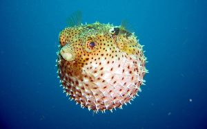 28-02-17-puffer-fish14338