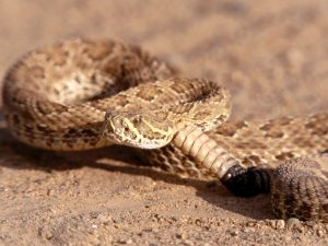 28-02-17-rattlesnake-pictures8829