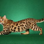 28-02-17-savannah-cat-pictures17438