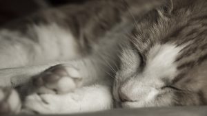 28-02-17-sleeping-cat-close-up-wallpaper9590