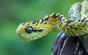 28-02-17-snake-atheris-hispida-viper18197