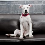 28-02-17-sofa-dog13869