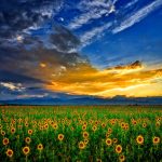 28-02-17-sunflower-field-wallpaper6348