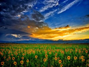 28-02-17-sunflower-field-wallpaper6348