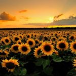 28-02-17-sunflower-wallpapers1809