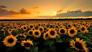 28-02-17-sunflower-wallpapers1809