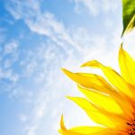 28-02-17-sunflower-wallpapers1823