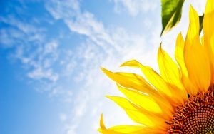 28-02-17-sunflower-wallpapers1823