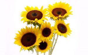 28-02-17-sunflowers6353