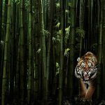 28-02-17-tiger-design-wallpaper15154