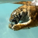 28-02-17-tiger-underwater14079