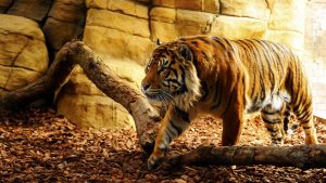 28-02-17-tiger-wallpapers947