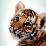 28-02-17-tiger-wallpapers953