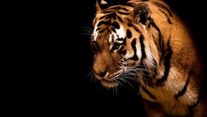 28-02-17-tiger-wallpapers954