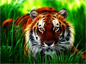 28-02-17-tiger-wallpapers956