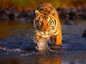 28-02-17-tiger-wallpapers958