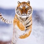 28-02-17-tiger-wallpapers962