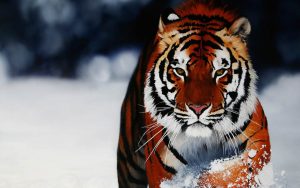 28-02-17-tiger-wallpapers965