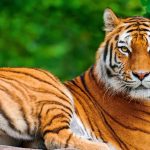 28-02-17-tiger-wallpapers966