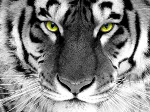 28-02-17-tiger-wallpapers967