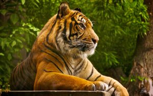 Sumatran tiger