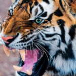 28-02-17-tiger-wallpapers982