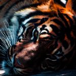 28-02-17-tiger-wallpapers992