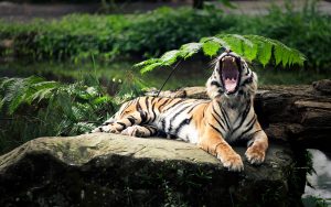 28-02-17-tiger-yawning11199
