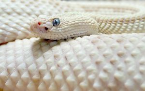 28-02-17-white-albino-rattlesnake10867