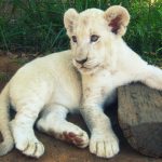 28-02-17-white-lion-imag-e10976