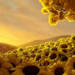 28-02-17-world-of-sunflowers16883