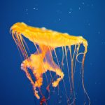 28-02-17-yellow-jellyfish-wallpaper14555