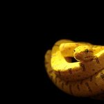 28-02-17-yellow-snake-wallpaper9721