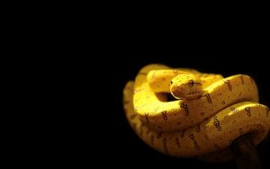 28-02-17-yellow-snake-wallpaper9721