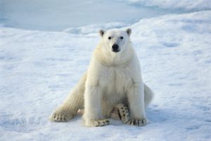 ---animals-polar-bears-snow-679