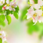 ---apple-blossom-wallpaper-for-desktop-13299