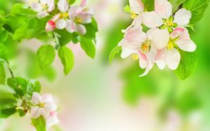 ---apple-blossom-wallpaper-for-desktop-13299