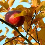 ---autumn-apple-6756