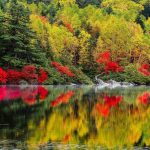 ---autumn-lake-forest-6766