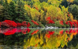 ---autumn-lake-forest-6766