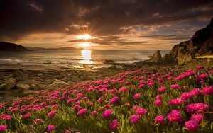 ---beach-flowers-sunset-6946