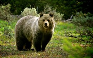 ---bear-wallpaper-13511